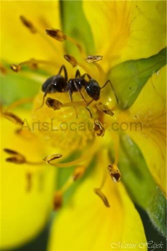 Ant in yellow field