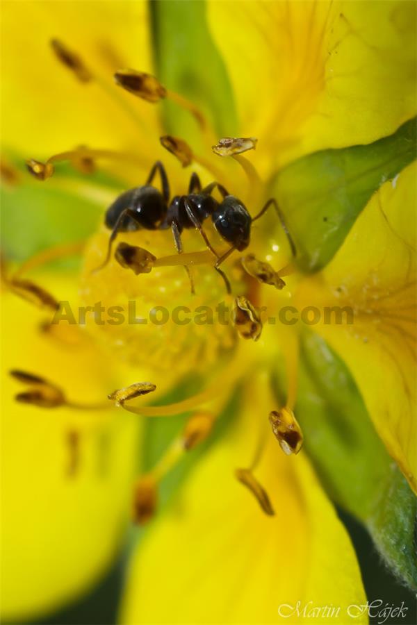 Ant in yellow field